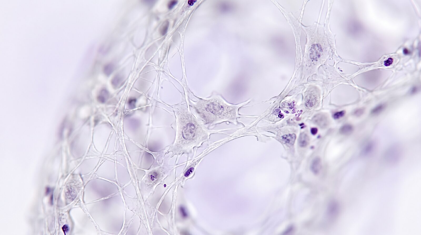Microambiente celular regenerativo com matriz de hidrogel