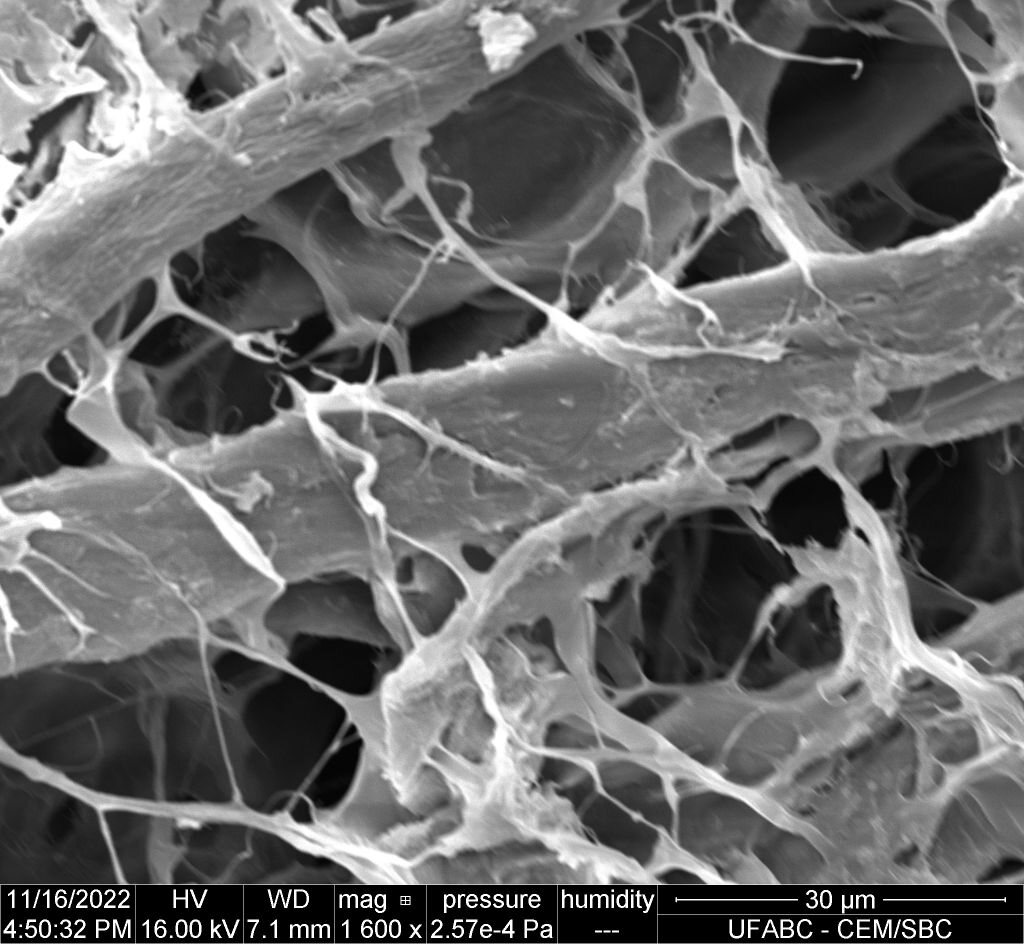 Microscopia eletrônica de varredura da matriz extracelular humana QMatrix®, revelando rede porosa tridimensional de microfilamentos