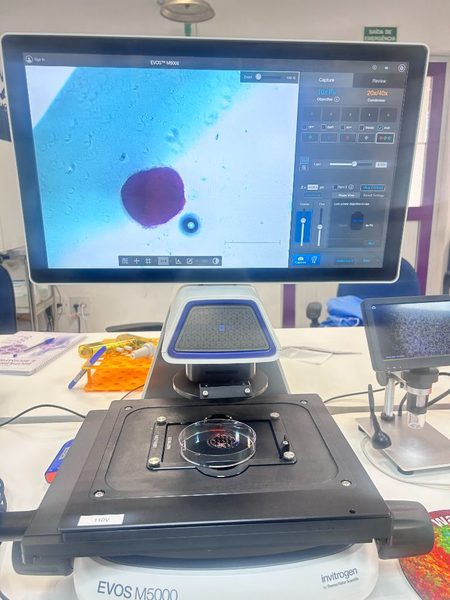 Microscopia EVOS analisando estrutura celular