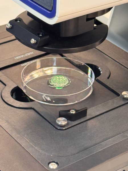 Bioimpressão 3D de scaffold em placa de Petri